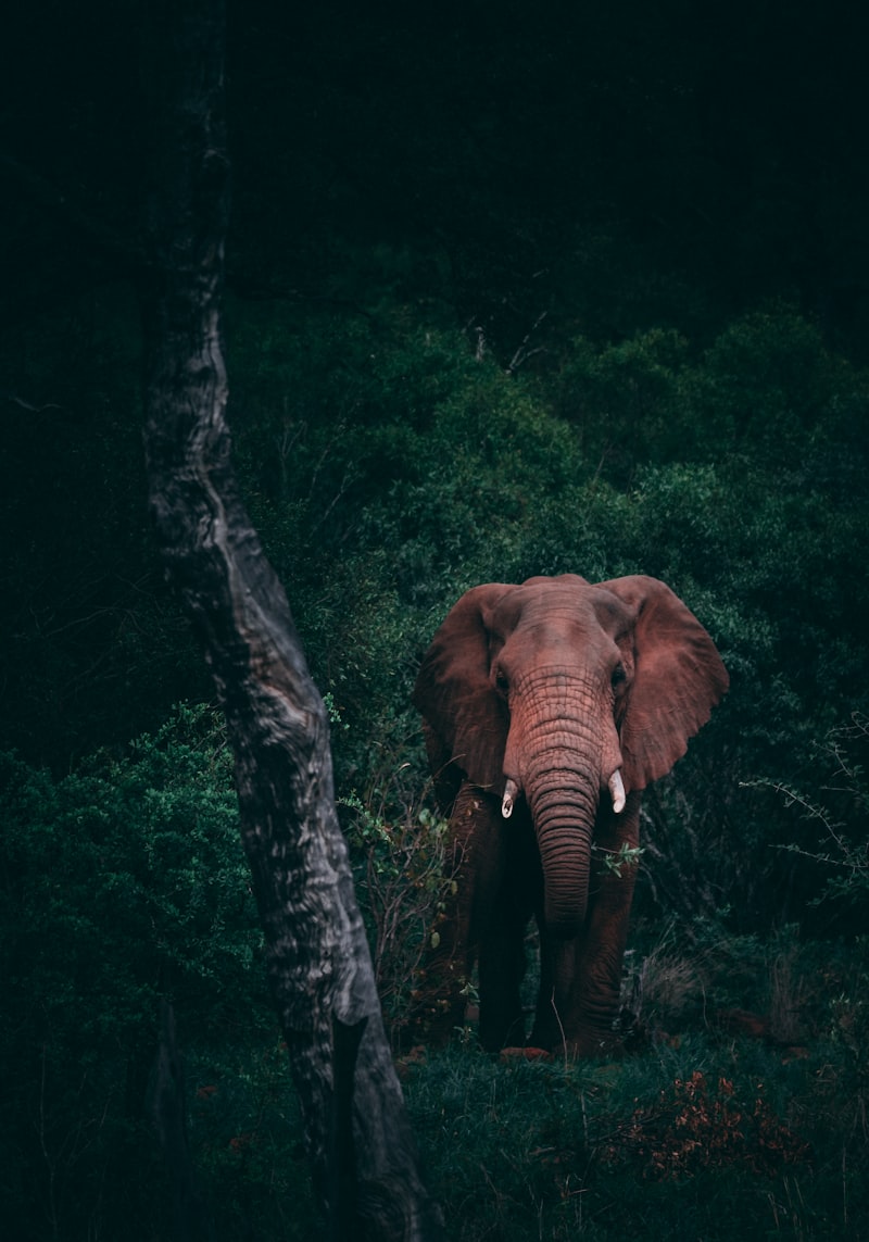 Thekkady